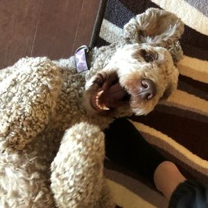 Meet your Posher, Loria